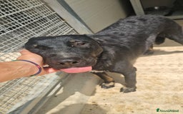 Meticcio cani in regalo: Carlo: 1 anno e mezzo, socievole, timido, dolce a Città Metropolitana di Genova - Immagine 2