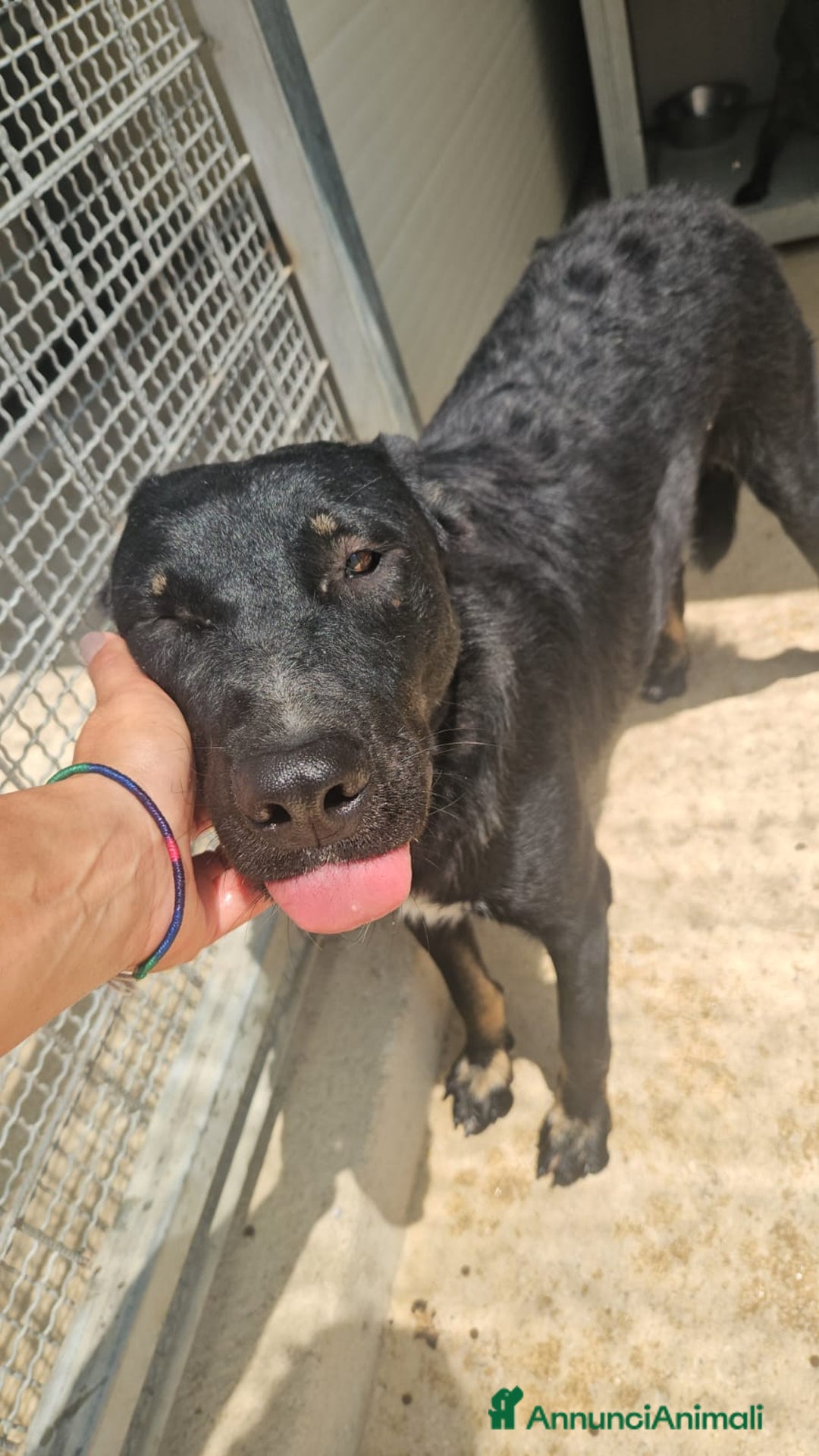 Meticcio cani in regalo: Carlo: 1 anno e mezzo, socievole, timido, dolce a Città Metropolitana di Genova - Immagine 2