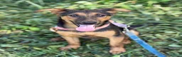 Pastore Tedesco cani in regalo: DOBBY, cucciolo mix PASTORINO dolcissimo! - Annuncio 3