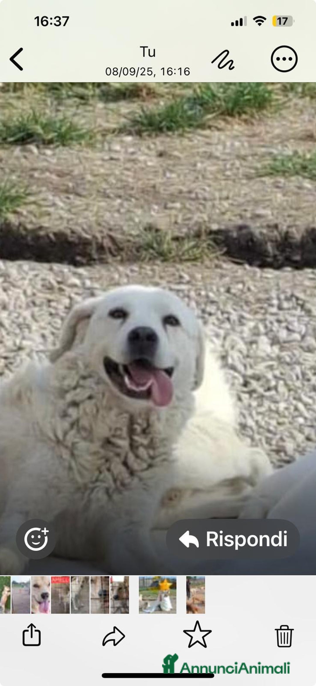 Meticcio cani in regalo: Craco dolcissimo cucciolone bianco  - Annuncio 2