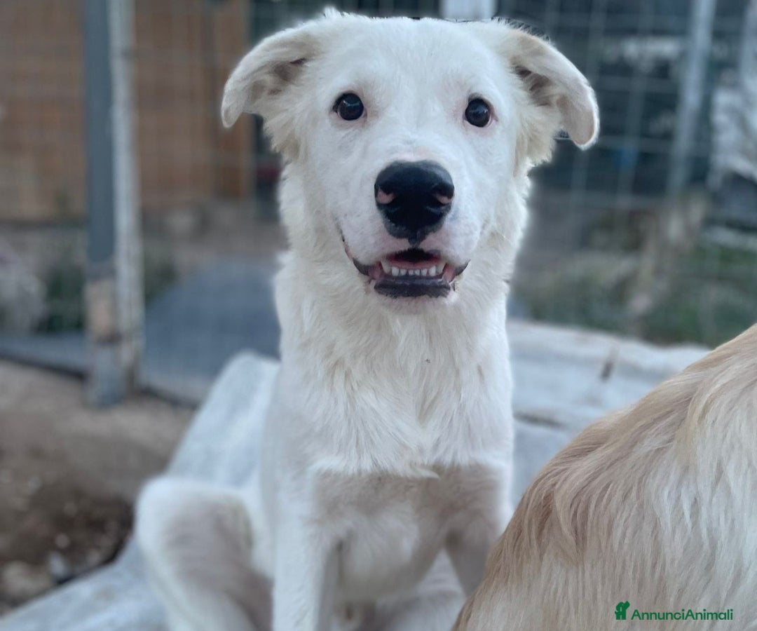 Meticcio cani in regalo: DOLCISSIMI FRATELLINI - Annuncio 19