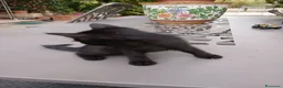 Meticcio gatti in regalo: Gattini in regalo a Provincia di Perugia - Annuncio 5