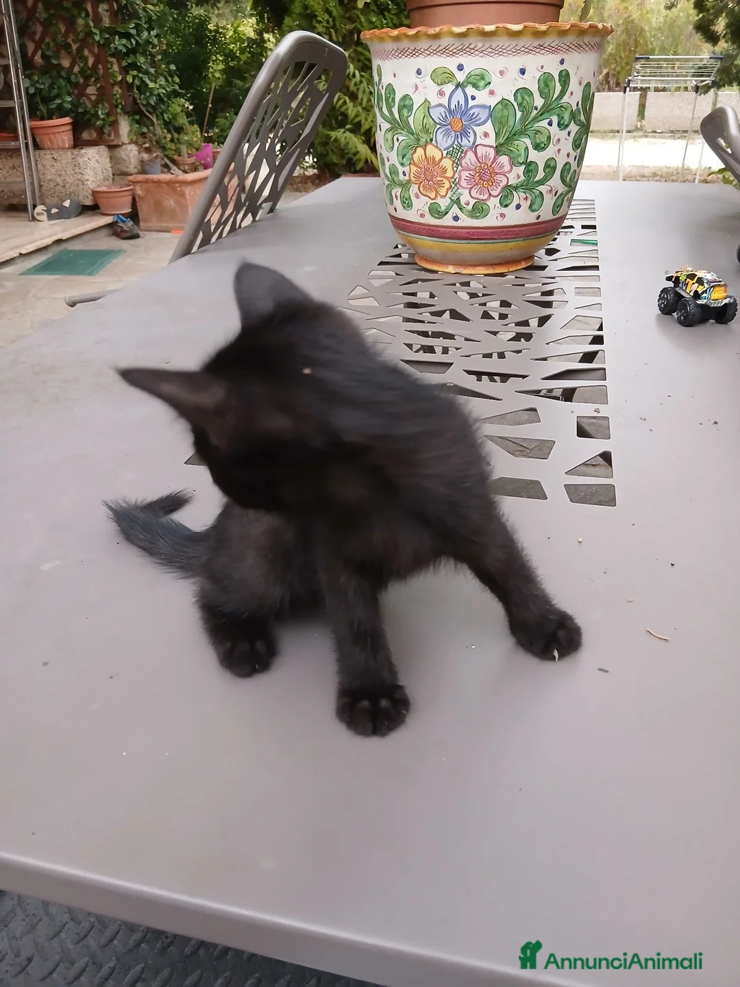 Meticcio gatti in regalo: Gattini in regalo a Provincia di Perugia - Annuncio 5