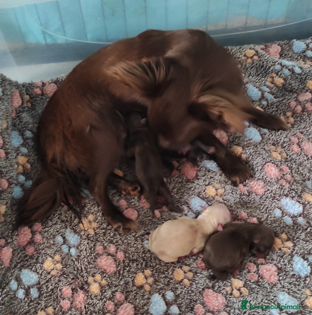 Chihuahua cani in vendita: Cuccioli di chihuahua a pelo lungo - Immagine 13