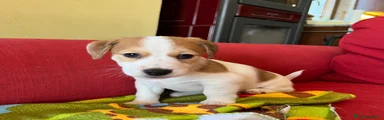 Jack Russell 7