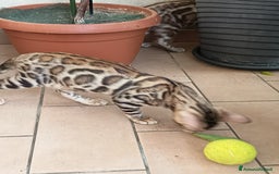 Bengala gatti in vendita: Brown Spotted  a Città metropolitana di Milano - Immagine 8