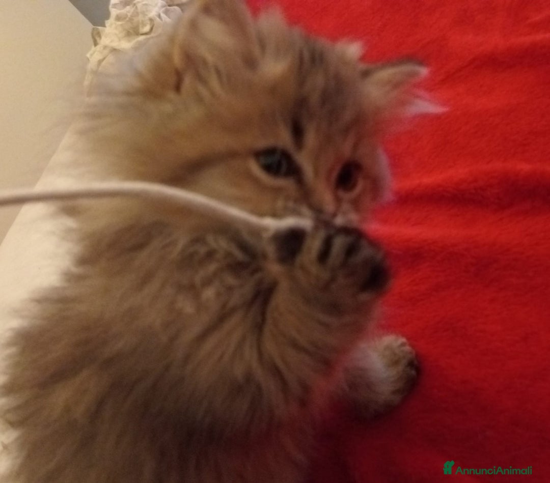 Persiano gatti in vendita: Gattini persiani normotipo  - Annuncio 7