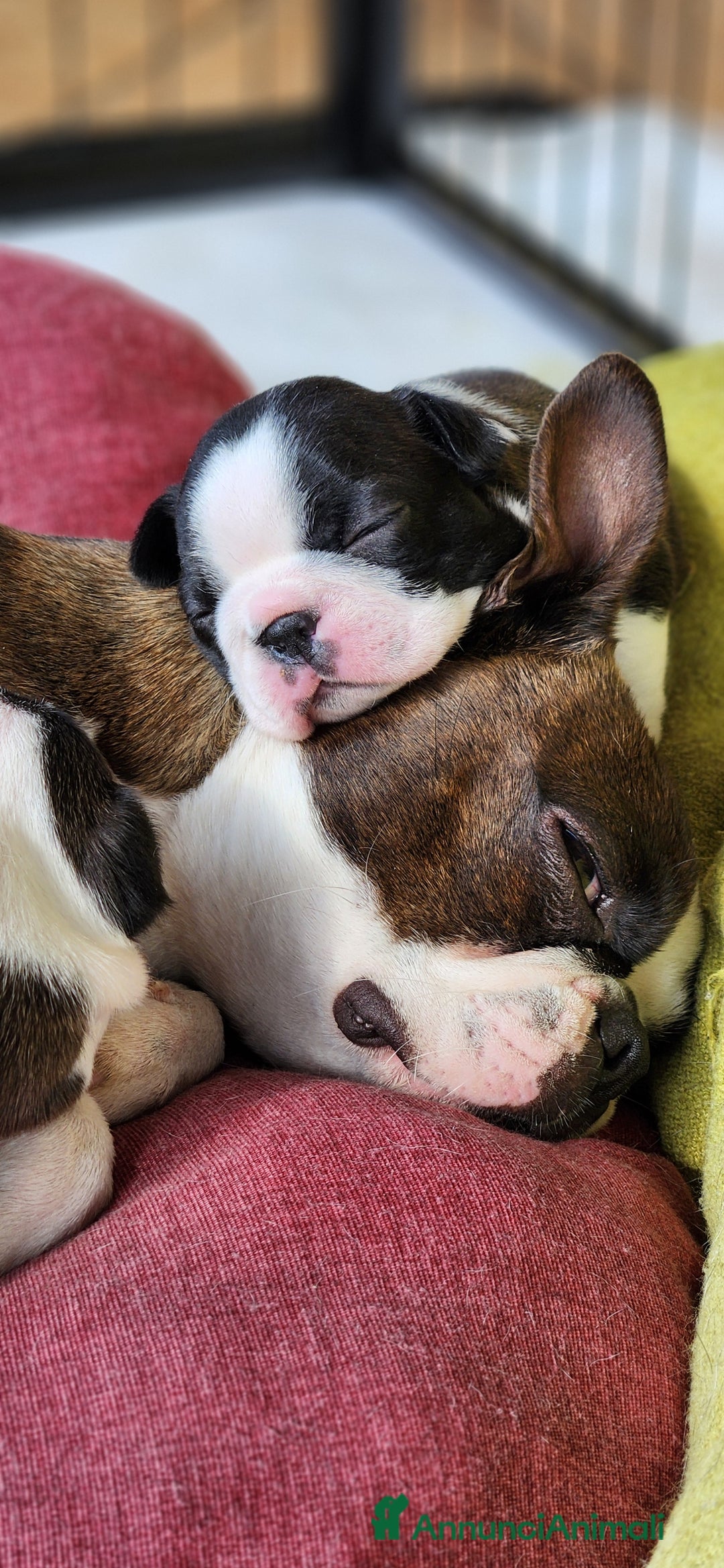 Boston Terrier cani in vendita: Cuccioli Boston Terrier a Città Metropolitana di Torino - Immagine 10