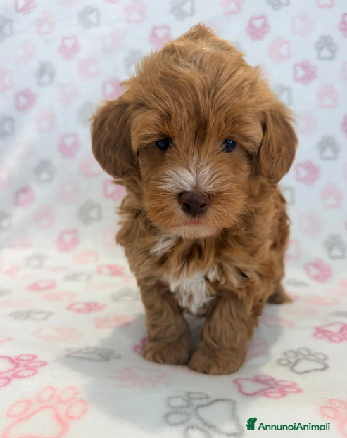Maltipoo cani Splendidi cuccioli di Maltipoo 💖 - Annuncio 1
