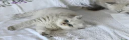 Siberiano gatti in vendita: Cuccioli Neva Masquerade Siberiano pedigree Anfi - Annuncio 9