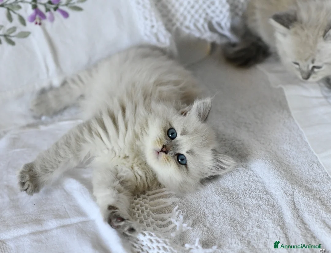 Siberiano gatti in vendita: Cuccioli Neva Masquerade Siberiano pedigree Anfi - Annuncio 9