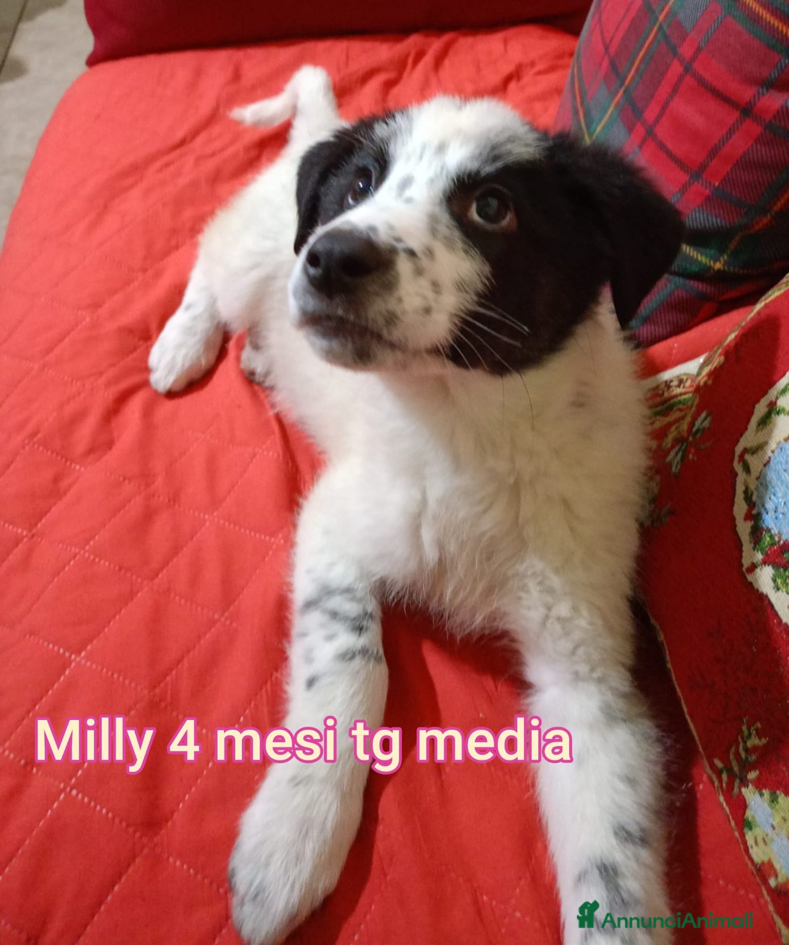 Meticcio cani TANTI CUCCIOLI SOLI a Provincia di Vicenza - Annuncio 2