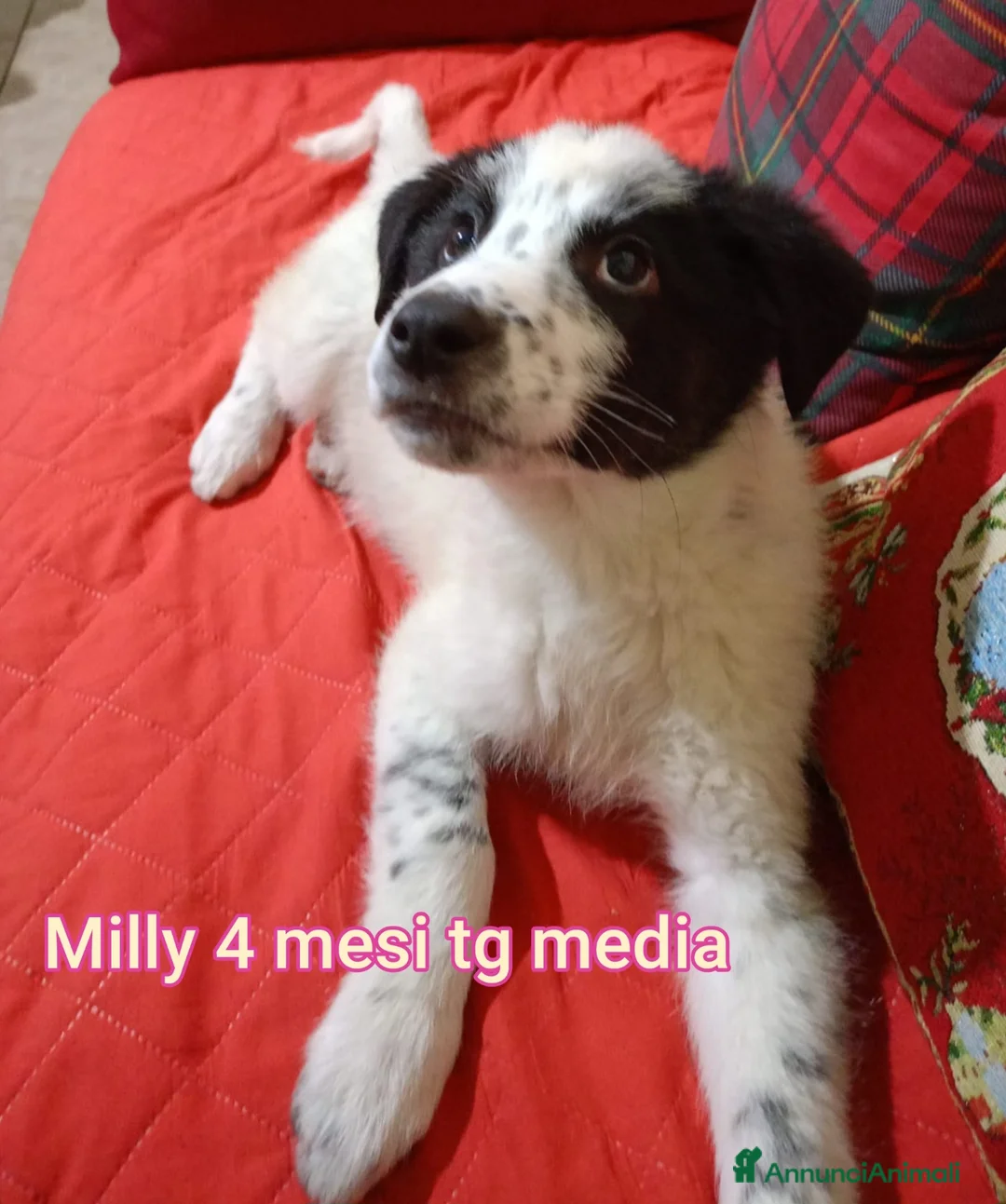 Meticcio cani in regalo: TANTI CUCCIOLI SOLI a Provincia di Vicenza - Annuncio 1