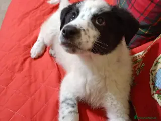 Meticcio cani TANTI CUCCIOLI SOLI a Provincia di Vicenza - Annuncio 2