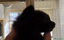 Maine Coon gatti in vendita: Ultimi 2 cuccioli maine coon pedigree Afef  - Immagine 4