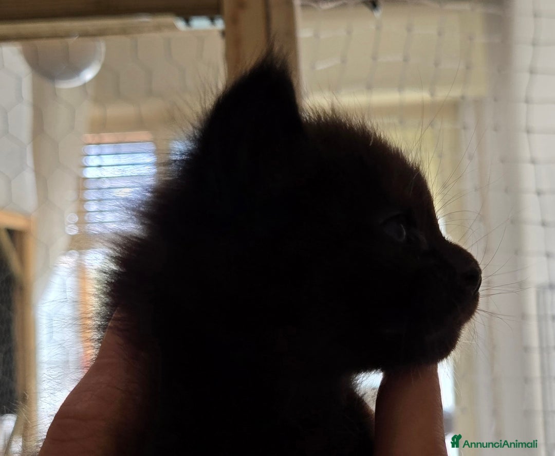 Maine Coon gatti in vendita: Ultimi 2 cuccioli maine coon pedigree Afef  - Immagine 4