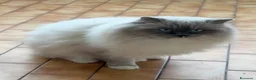 Ragdoll gatti in vendita: Ragdoll maschi cuccioli  - Annuncio 3