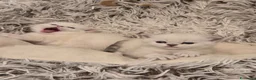 Scottish gatti in regalo: Micini scottish molto uniti  a Provincia di Bergamo - Annuncio 1