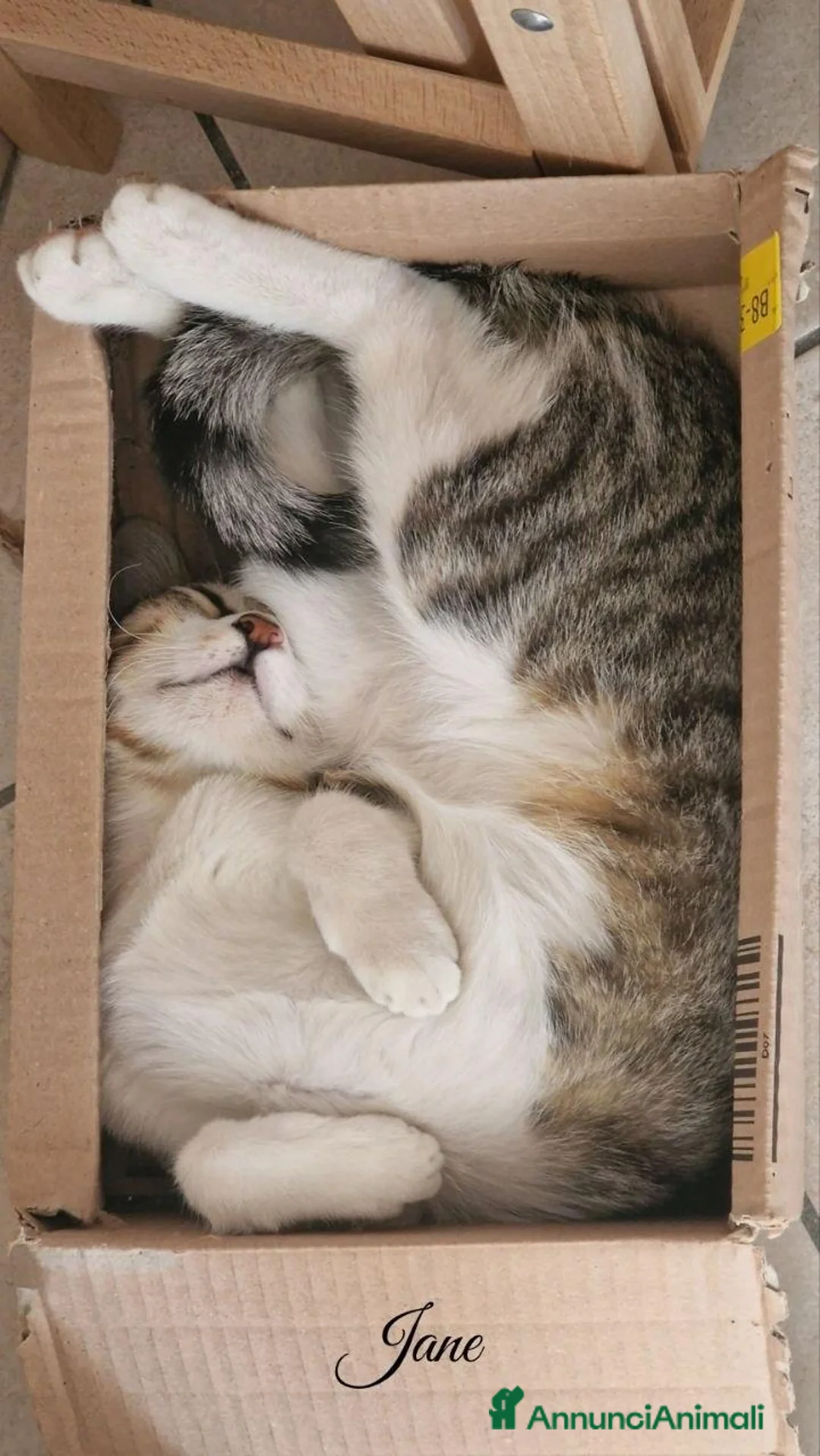 Altre razze gatti in regalo: Gattini (2 ♀ 1 ♂) - Annuncio 2