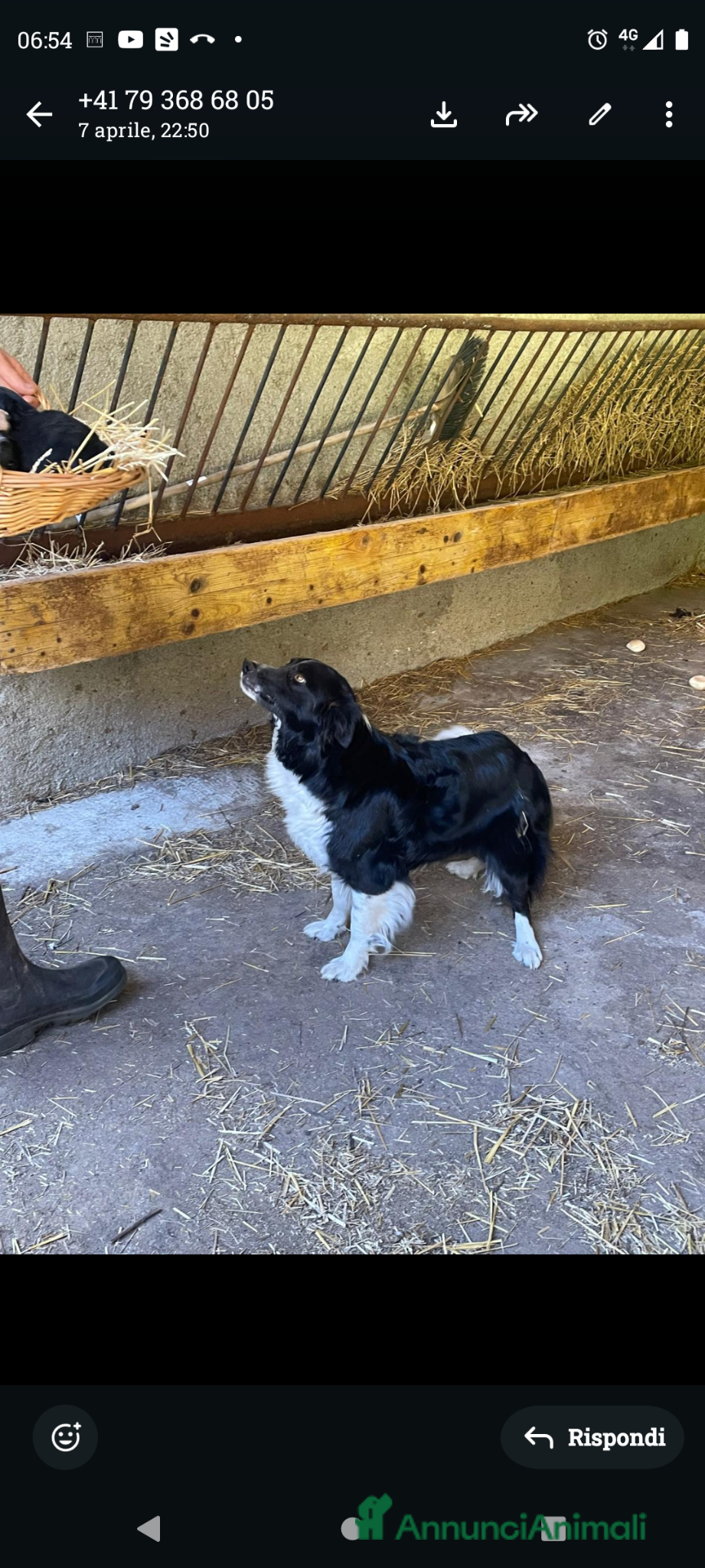Bearded Collie cani Cuccioli di border collie - Annuncio 12