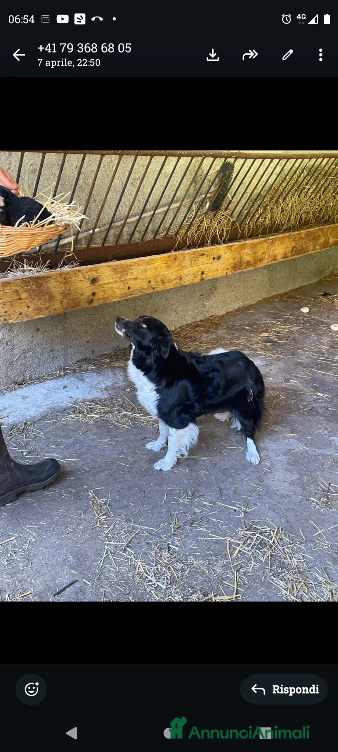 Bearded Collie cani in vendita: Cuccioli di border collie - Annuncio 1