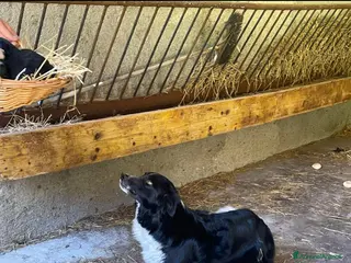 Bearded Collie cani Cuccioli di border collie - Annuncio 12