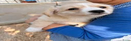 Meticcio cani in regalo: NINA E MIA - Annuncio 5