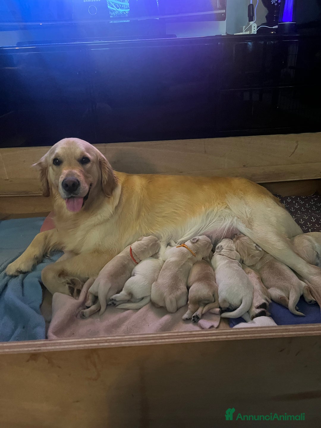 Golden Retriever cani in vendita: Cuccioli di Golden Retriever con pedigree a Provincia di Potenza - Immagine 13