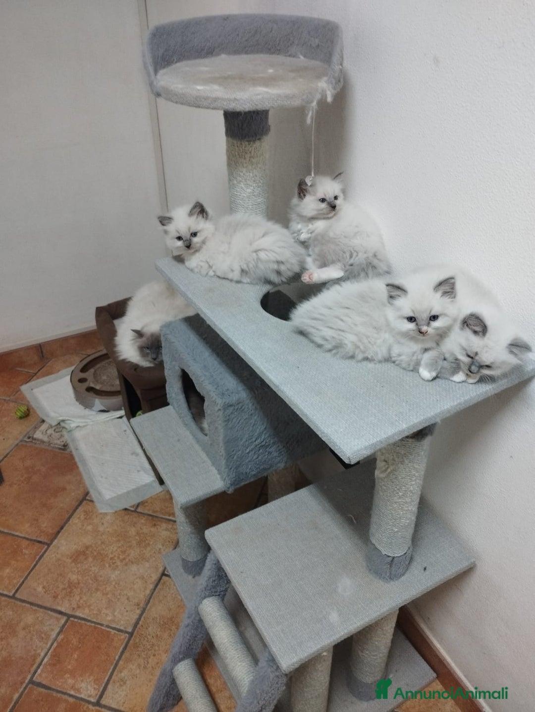 Ragdoll gatti in vendita: Ragdoll blu mitted a Provincia di Brescia - Immagine 5