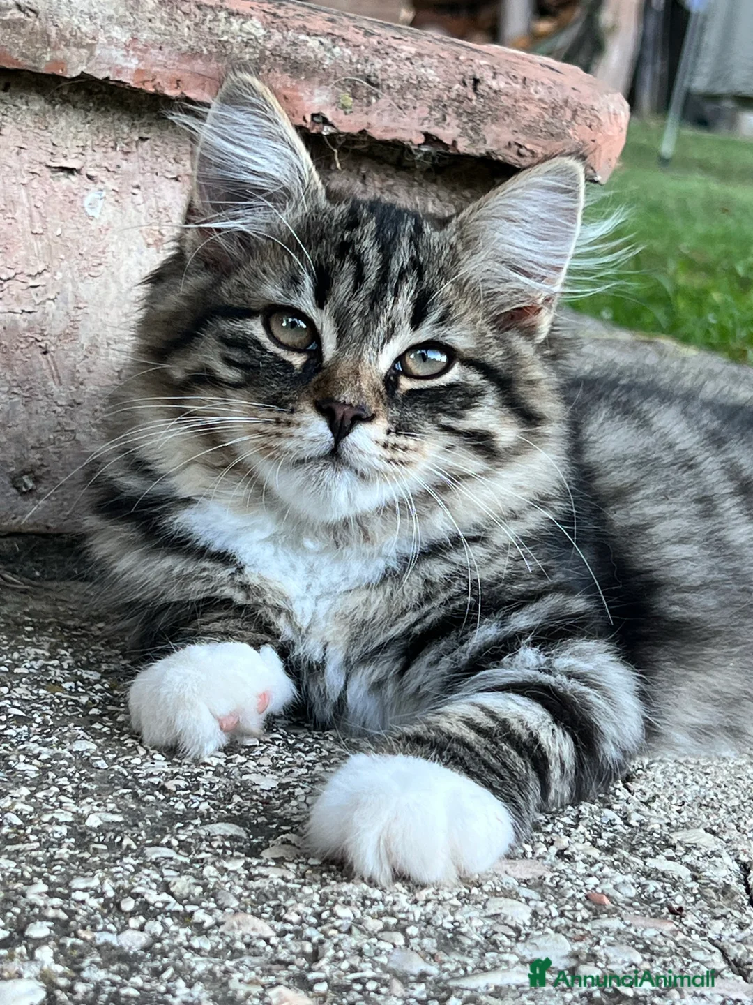 Immagine della galleria {{count}}