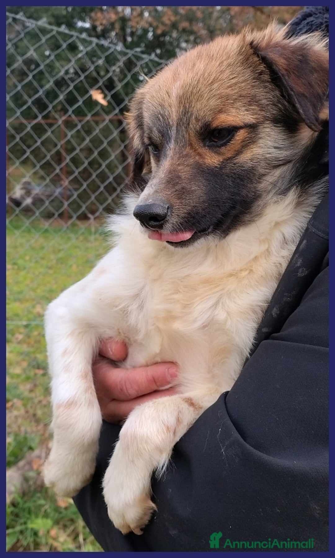 Meticcio cani in regalo: METZCAL CUCCIOLONE 9 MESI TG PICCOLA CERCA FAMIGLI a Città metropolitana di Milano - Annuncio 8