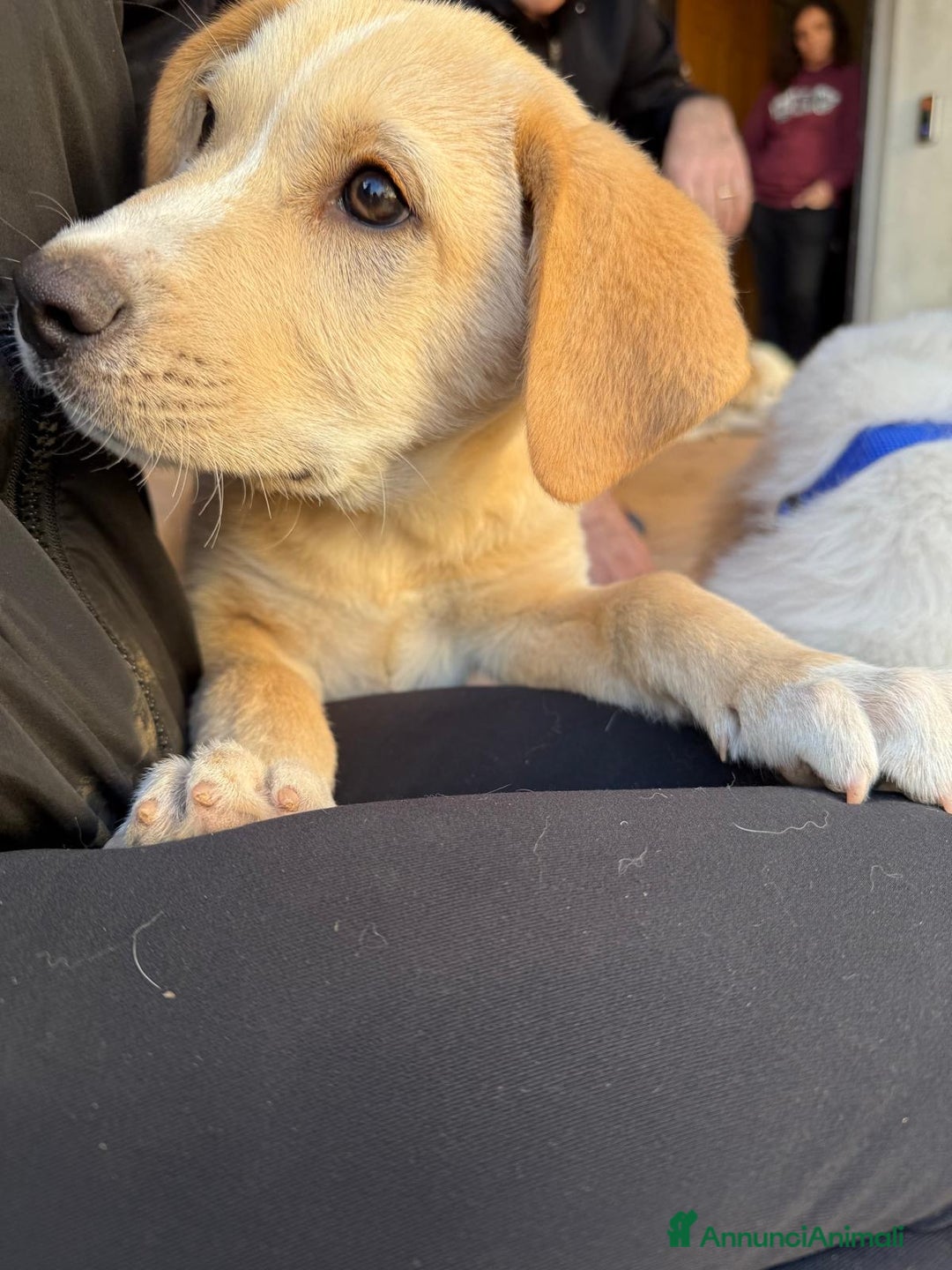 Meticcio cani in regalo: WILSON 💙 - cucciolo pastore, cerca una mamma 🥺 - Annuncio 6