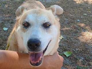 Meticcio cani DEA CERCHIAMO IL MIRACOLO, IN ADOZIONE - Annuncio 22