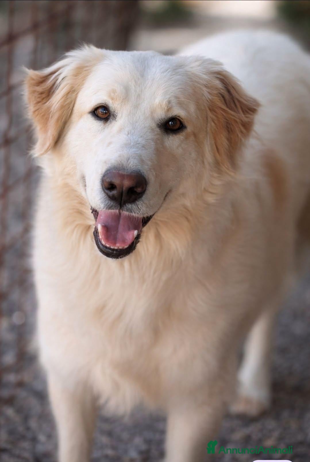Meticcio cani in regalo: Alec. - Annuncio 12