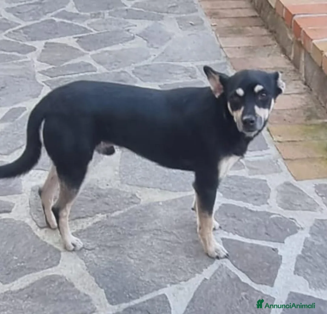 Meticcio cani in regalo: Una casa e tanto amore per Miele e Neve - Annuncio 10