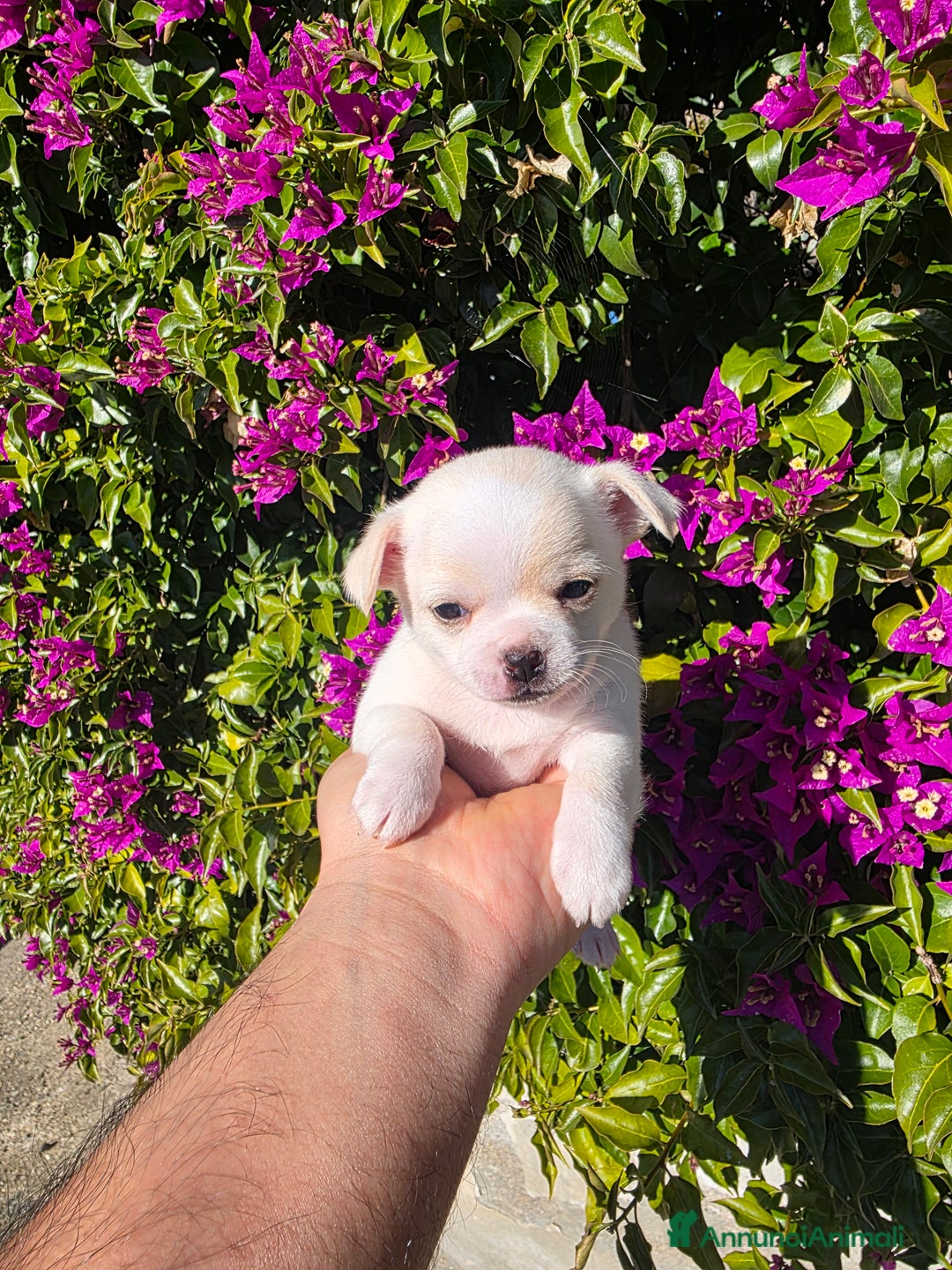 Chihuahua cani in vendita: Dolcissimi Chihuahua bianchi  - Annuncio 4