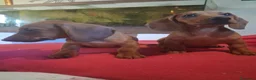 Bassotto cani in vendita: Cuccioli di bassotto - Annuncio 3