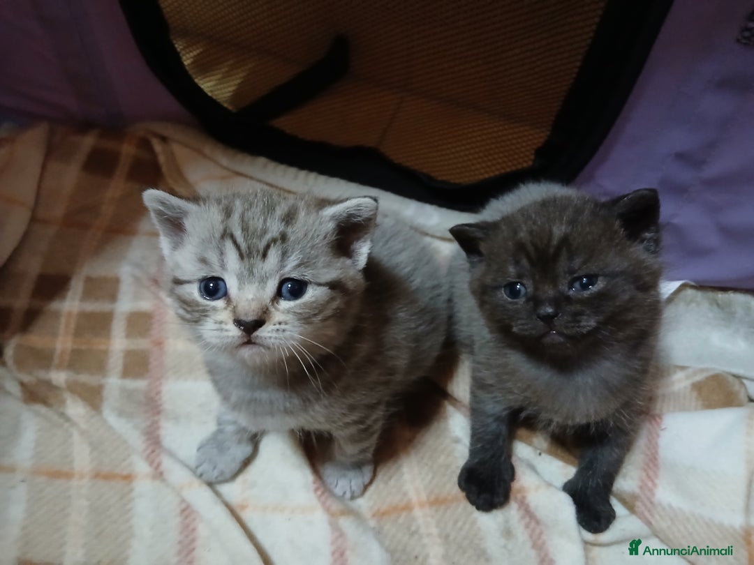 Scottish gatti in vendita: Cuccioli scottish straight - Annuncio 10