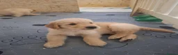 Golden Retriever cani in vendita: Cuccioli di golden retriever a Città metropolitana di Milano - Annuncio 7