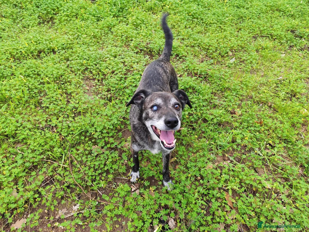 Meticcio cani in regalo: Teo: ipovedente dolcissimo taglia contenuta  - Annuncio 1
