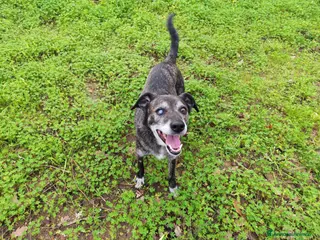 Meticcio cani Teo: ipovedente dolcissimo taglia contenuta - Annuncio 1