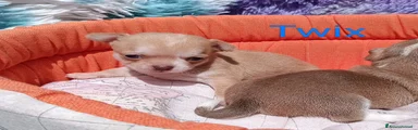 Chihuahua Cucciolo 2
