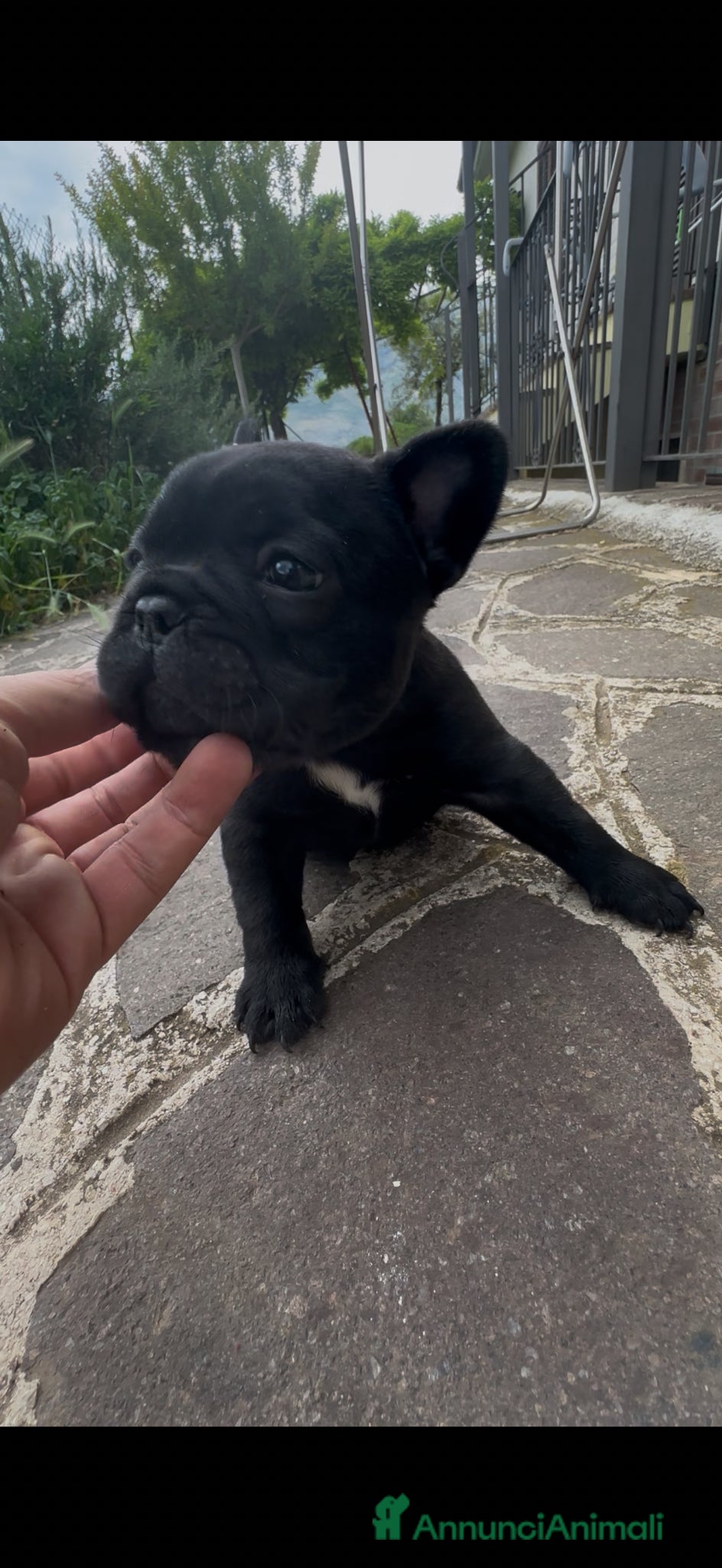 Bulldog Francese cani bulldog francese  - Annuncio 1