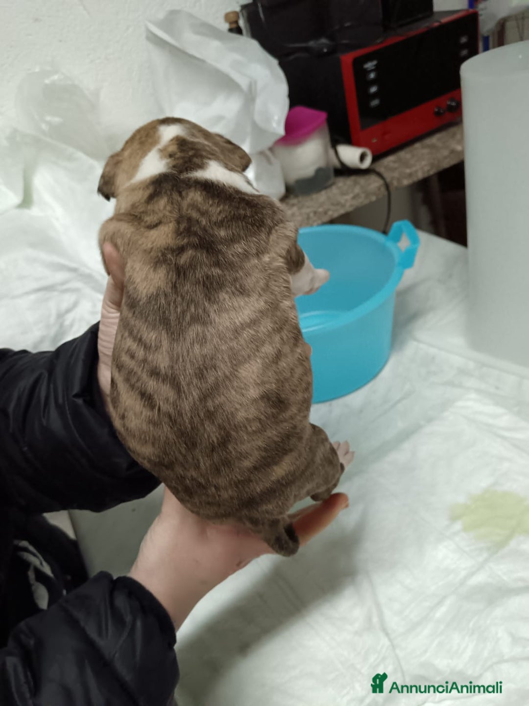 American Staffordshire cani in vendita: America Staffordshire terrier - Annuncio 14