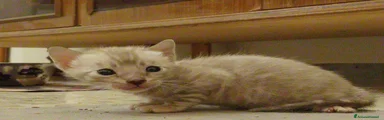Bengala Gattino 1
