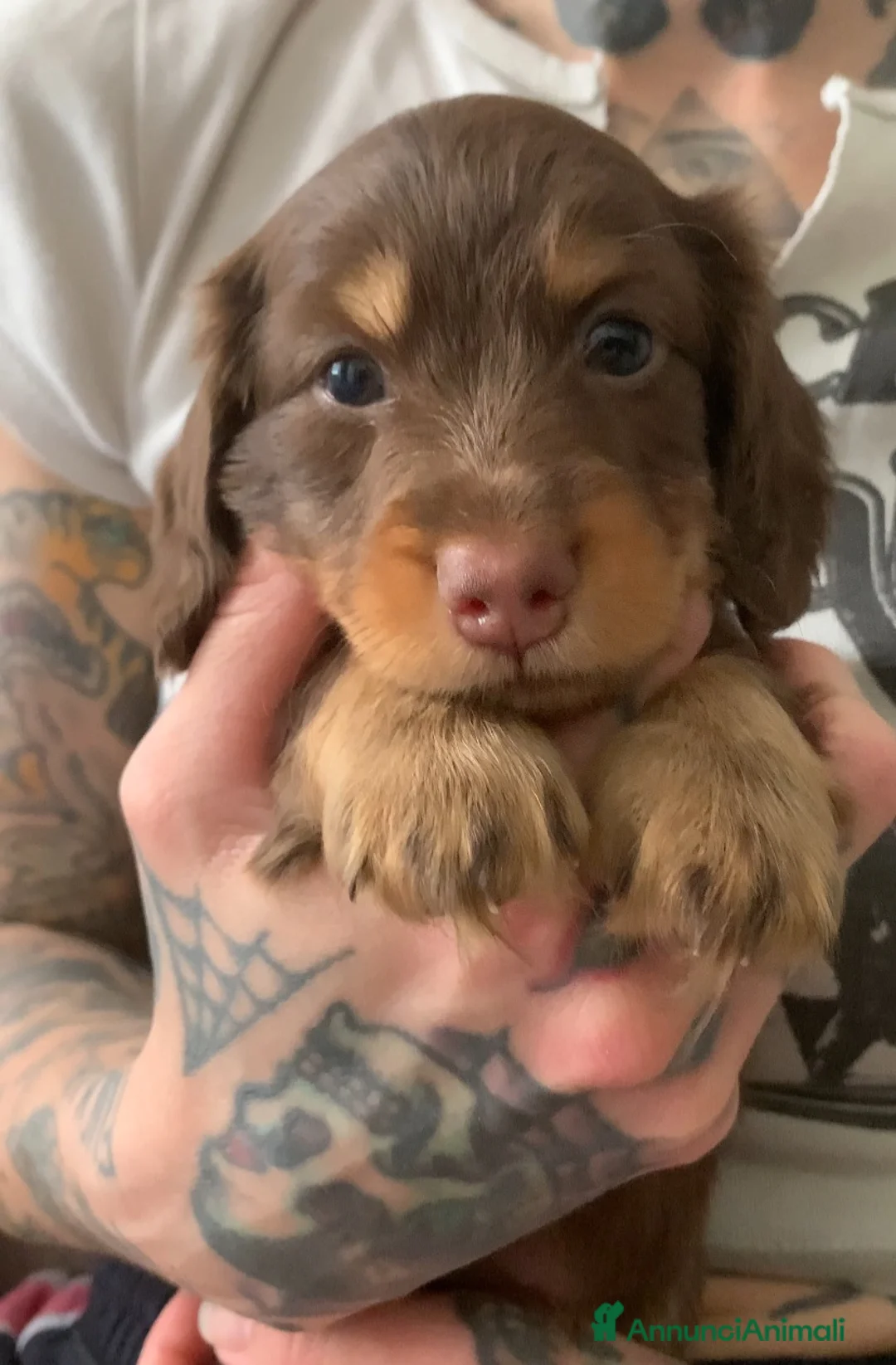Bassotto cani in vendita: Bassotto cioccolato pelo lungo - Annuncio 2