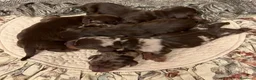 Bassotto cani in vendita: Cuccioli Bassotto Kaninchen e nano - Annuncio 14