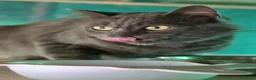 Certosino gatti in regalo: Certosino maschio di un anno - Annuncio 11