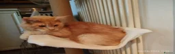 Maine Coon gatti in vendita: Dolcissimi cuccioli di Maine Coon xxl - Annuncio 25