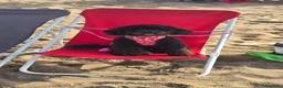 Barboncino cani in vendita: Barboncino nero.  - Annuncio 3
